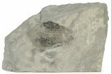 Silurian Conulariid (Conularia) Fossil - New York #232097-1